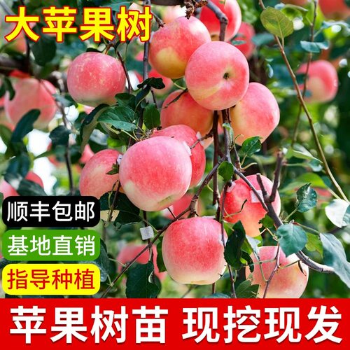 苹果树苗盆栽南方北方种植地栽冰糖心果树活苗矮化苹果苗当年结果