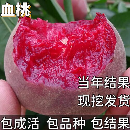 血桃树果苗南北方种植耐寒特大号阳台盆栽嫁接矮化晚熟当年结果