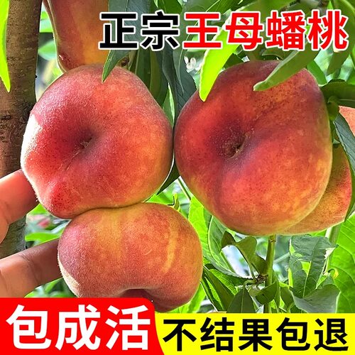 蟠桃树果苗南北方庭院地栽种植特大果树苗盆栽嫁接活苗当年结果