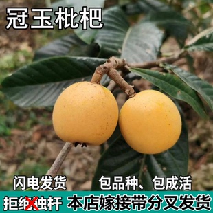 冠玉枇杷果树苗嫁接苗无核枇杷苗当年结果南北方种植地栽盆栽活苗