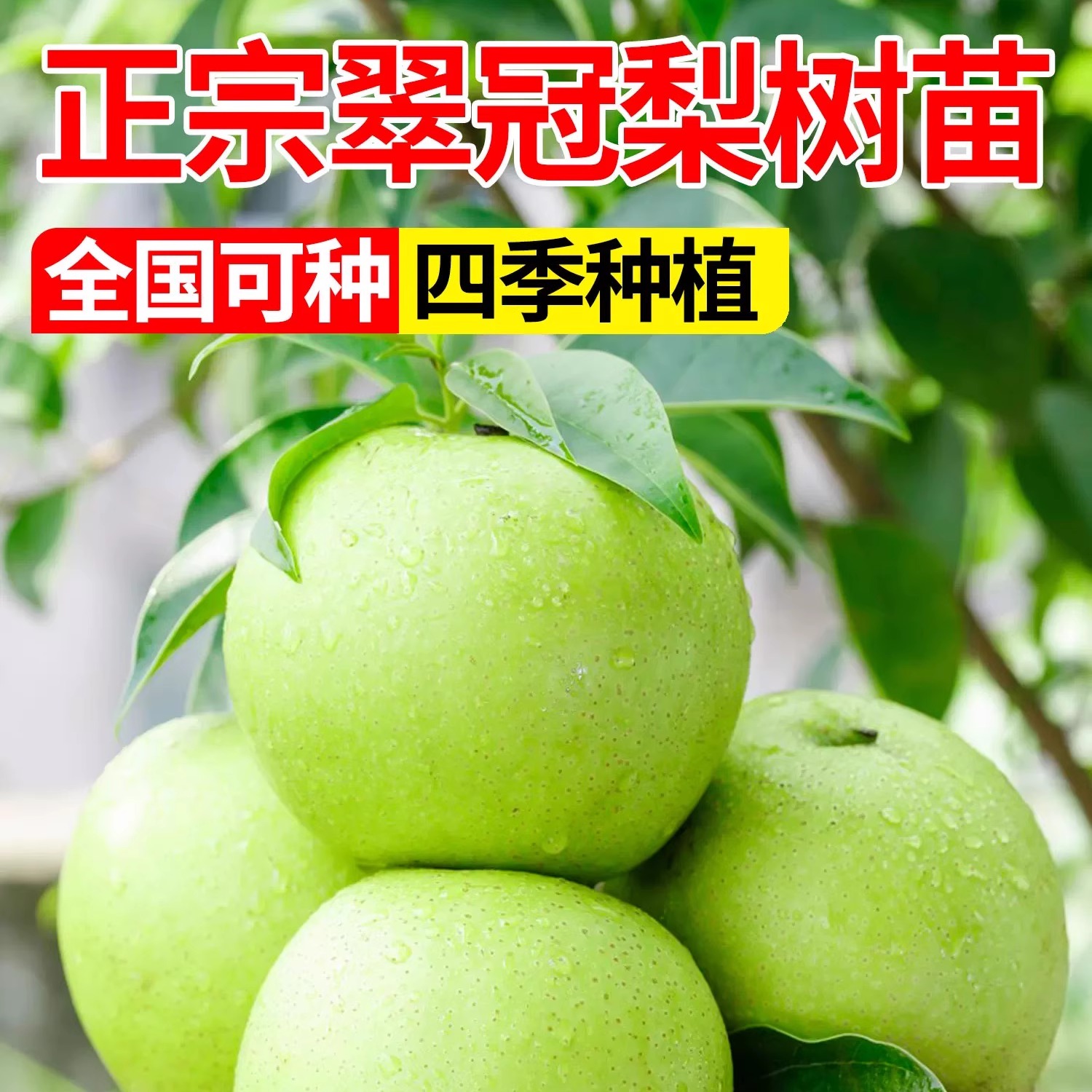 翠冠梨树苗嫁接梨树脆甜无渣耐热耐寒北方南方种植果树苗地栽盆栽