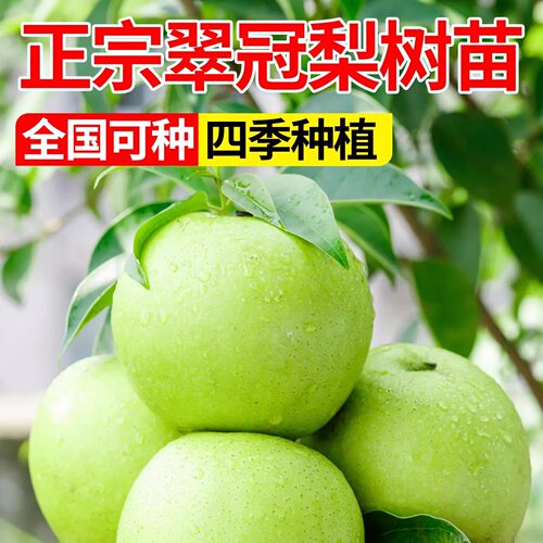 翠冠梨树苗嫁接梨树脆甜无渣耐热耐寒北方南方种植果树苗地栽盆栽