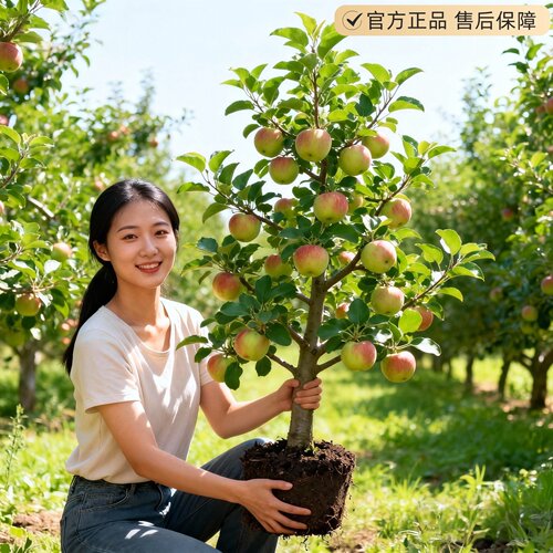 特大号苹果树果苗嫁接红富士果树果苗南北方种植盆栽地栽当年结果