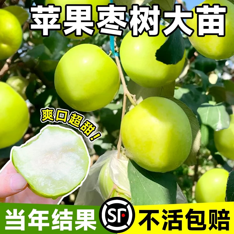 台湾大青枣树苗苹果牛奶红枣特大嫁接果树苗南北种植盆栽当年结果