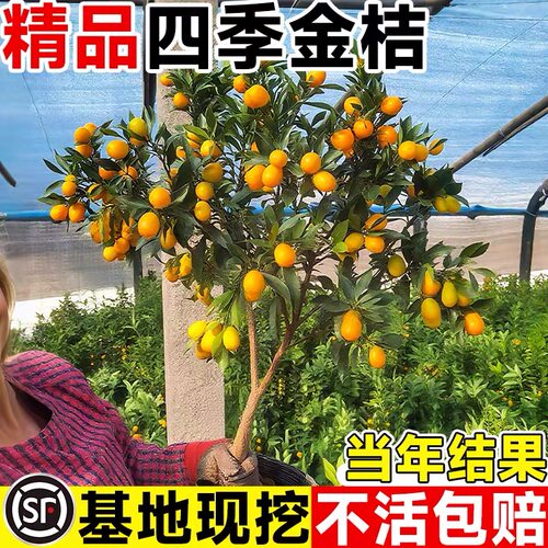 脆皮金桔带果发货盆栽树苗四季果树可食用橘子苗脆皮金橘室内常绿