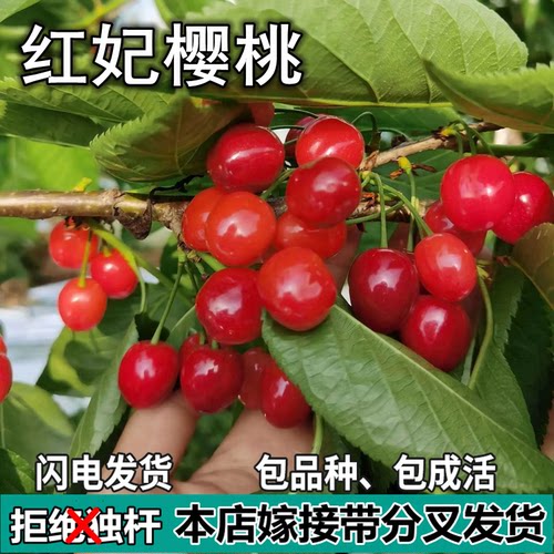 红妃樱桃苗南北方地栽车厘子树苗盆栽特大嫁接樱桃果树苗当年结果