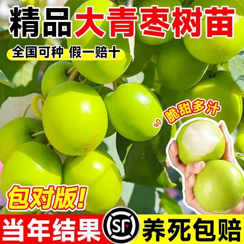 大青枣树果苗牛奶大枣超甜特大号带土球南北方四季种植嫁接果树苗