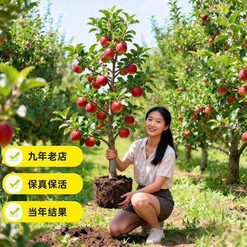正宗丑苹果树苗冰糖心苹果树苗嫁接南北方种植苹果树地栽盆栽耐寒