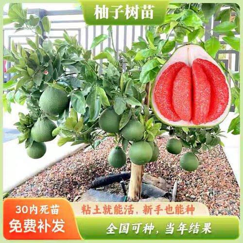 柚子树苗泰国三红柚苗暹罗红柚果树苗南方庭院阳台栽种大苗带土球