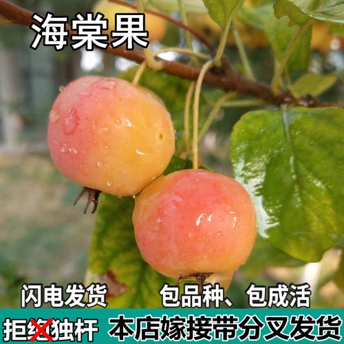 海棠果树苗南北方庭院地栽盆栽种植矮化特大果嫁接苹果苗当年结果