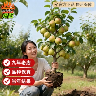 梨树果苗正宗秋月梨嫁接苗北方耐冻南方特大翠冠梨子活苗当年结果