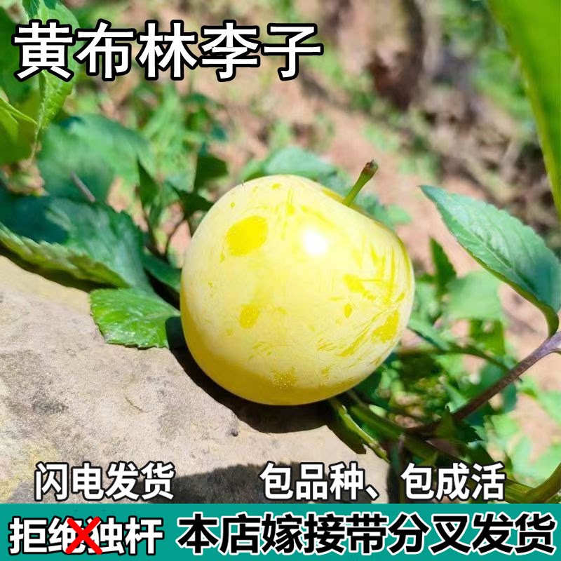 黄布林李子果树苗南北方地栽庭院阳台盆栽种植大果嫁接苗当年结果