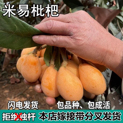 米易枇杷果树苗嫁接苗无核枇杷苗当年结果南北方种植地栽盆栽好苗