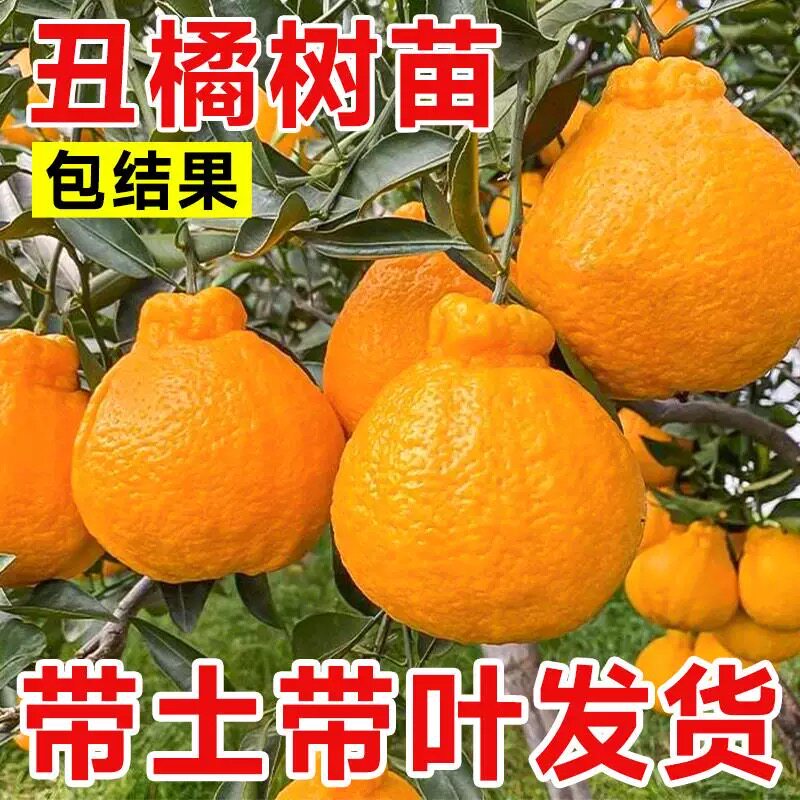 不知火丑橘树苗四川春见耙耙柑丑八怪柑橘果树南北方种植桔子果苗