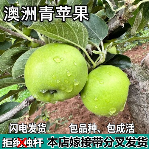 澳洲青苹果树苗南北方庭院地栽盆栽种植矮化特大果嫁接苗当年结果