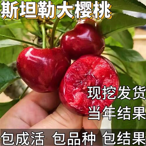 斯坦勒大樱桃苗南北方庭院耐寒特大号车厘子树苗嫁接矮化当年结果
