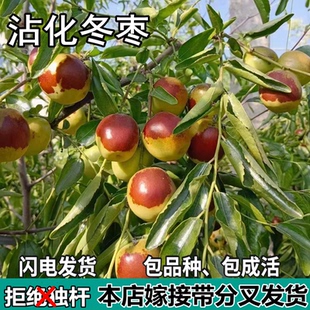 沾化冬枣苗树二代活苗南北方盆栽地栽特大枣子嫁接果树苗当年结果