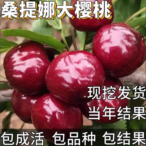 桑提娜车厘子树苗南北方庭院耐寒特大号樱桃盆栽嫁接矮化当年结果