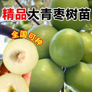 大青枣树果苗牛奶大枣超甜特大号带土球嫁接果树苗四季南北方种植