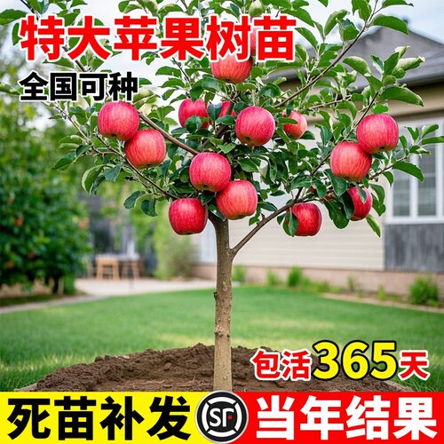 正宗红富士苹果树果苗嫁接冰糖心活苗大树当年结果南北方种植果苗