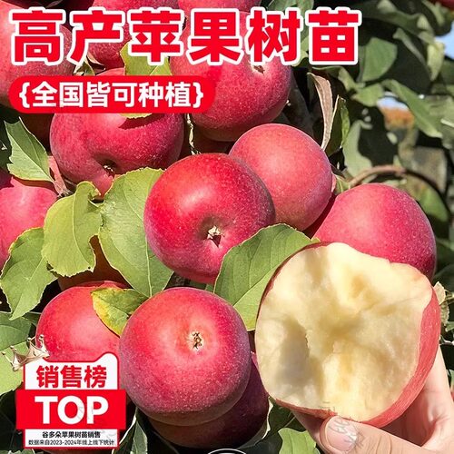 红富士苹果树冰糖心果苗庭院矮化盆栽正宗南北方庭院种植当年结果