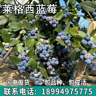 莱格西蓝莓果树苗庭院地栽阳台盆栽南北方种植苗带土包活当年结果