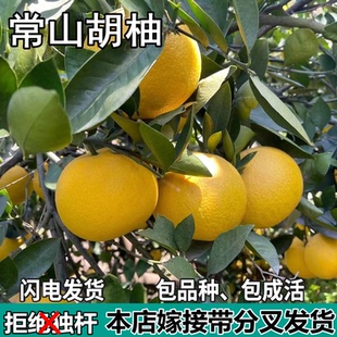 常山胡柚苗树南北方庭院带土特大果树苗盆栽嫁接柚子树苗当年结果