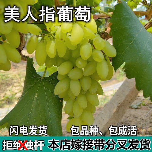 美人指葡萄树苗庭院盆栽地栽无籽特大嫁接树苗南北方种植当年结果