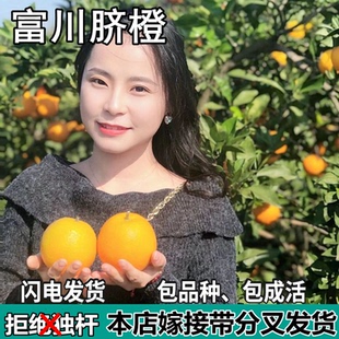 富川脐橙苗南北方庭院盆栽地栽种植特大嫁接甜橙子果树苗当年结果