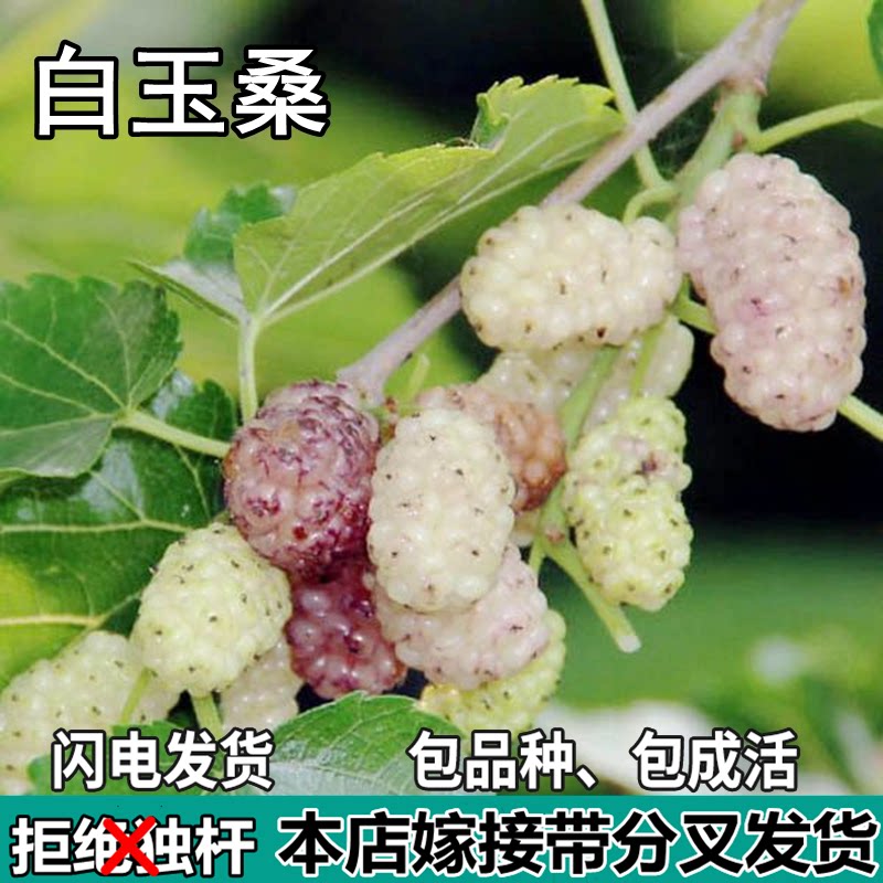 白玉桑葚树苗南北方盆栽地栽种植活苗特大嫁接桑葚果树苗当年结果