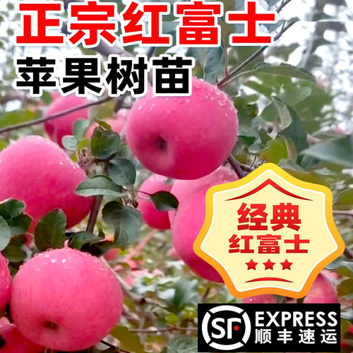 苹果树苗盆栽南方北方种植地栽冰糖心苹果苗活苗矮化果树当年结果