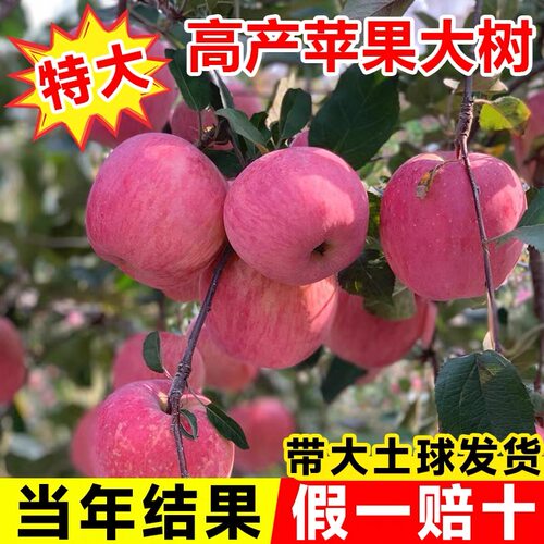 苹果树果苗大树嫁接红富士冰糖心树苗活地栽南北方果树当年结果树