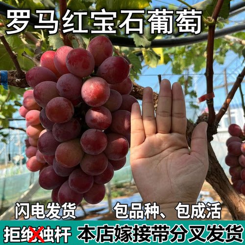 罗马红宝石葡萄树苗庭院盆栽地栽无籽嫁接树苗南北方种植当年结果