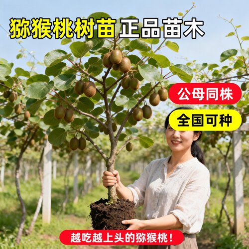 猕猴桃树果苗红心软枣猕猴桃苗徐香嫁接南北方种植庭院水果树果苗