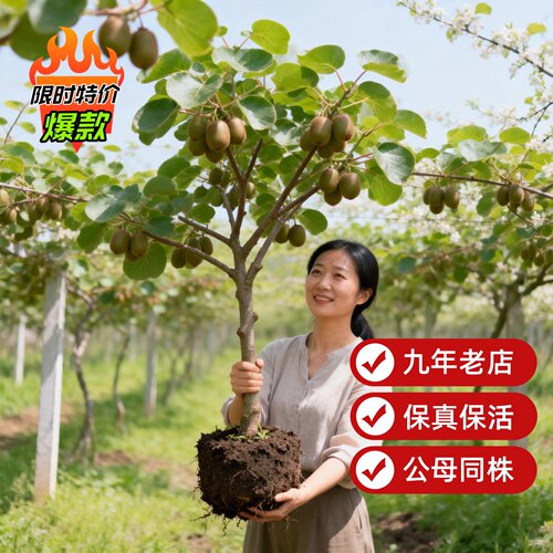 猕猴桃树果苗红心软枣猕猴桃苗徐香嫁接南北方种植庭院水果树果苗
