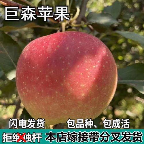 巨森苹果树苗南北方庭院地栽盆栽种植矮化特大果嫁接树苗当年结果