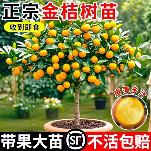 正宗金桔树苗盆栽可食用南北方耐热当年结果耐寒柑橘子树大果
