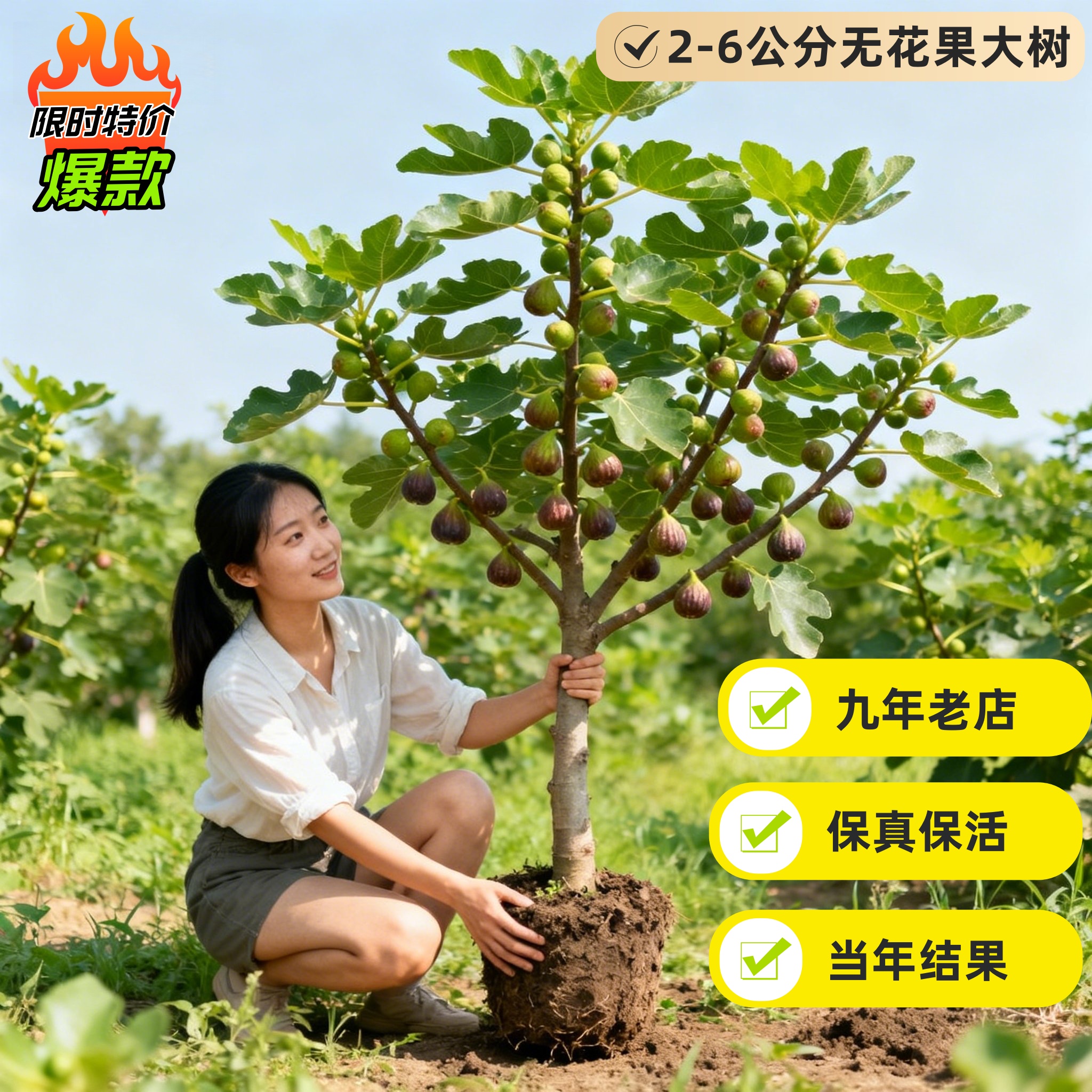 特大无花果树果苗格莱斯波姬红青皮矮化盆栽南北方种植庭院阳台