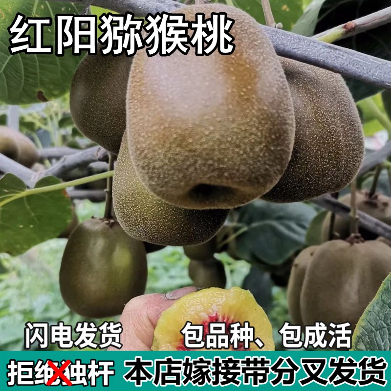 红阳猕猴桃树苗南北方地栽庭院盆