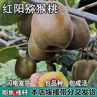 红阳猕猴桃树苗南北方地栽庭院盆栽种植红心猕猴桃嫁接苗当年结果