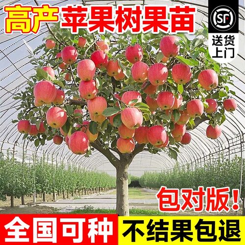 苹果树苗冰糖心苹果南北方庭院种植盆栽地栽嫁接矮化果树当年结果