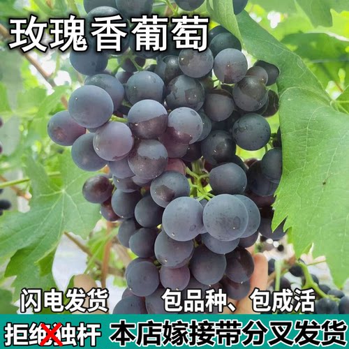 玫瑰香葡萄树苗庭院盆栽地栽无籽特大嫁接树苗南北方种植当年结果