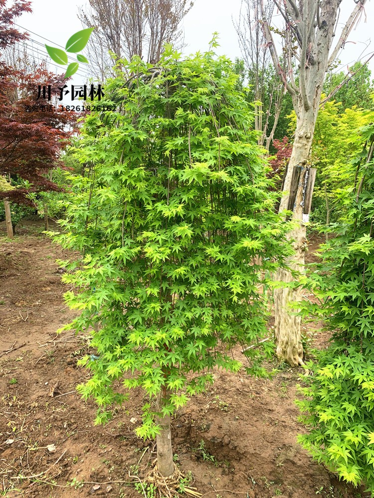 日本红枫流泉枫约旦枫树苗盆栽品种枫树庭院风景树植物彩色黄金枫