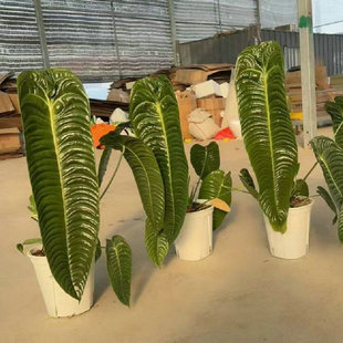 极密火鹤王花烛Anthurium veitchii 北欧风室内高级观叶大叶热植