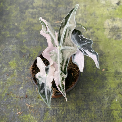 诺比海芋锦粉锦彩色变异品种