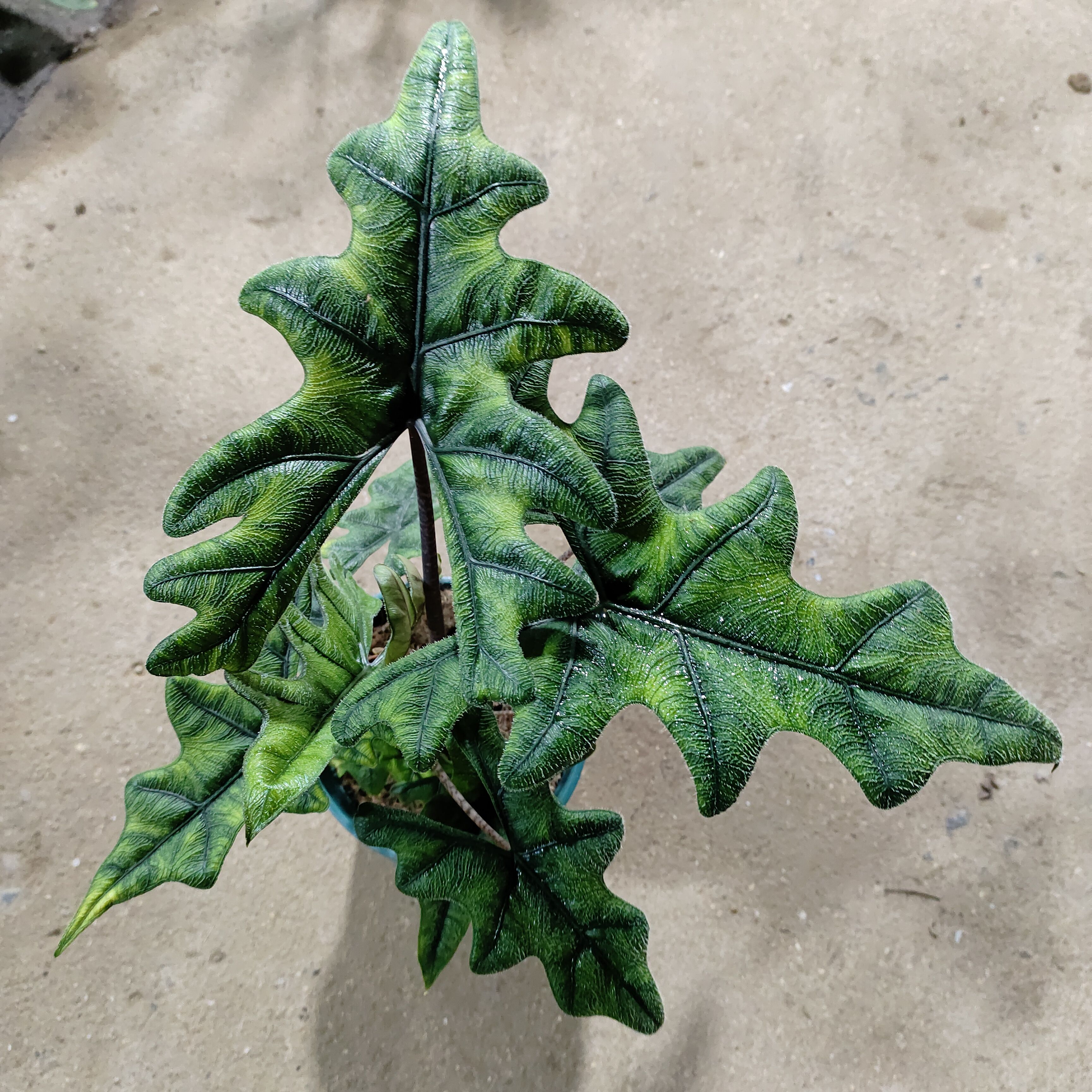 杰克琳海芋 杰奎琳AlocasiaJacklyn 网红ins北欧风室内桌面好养芋