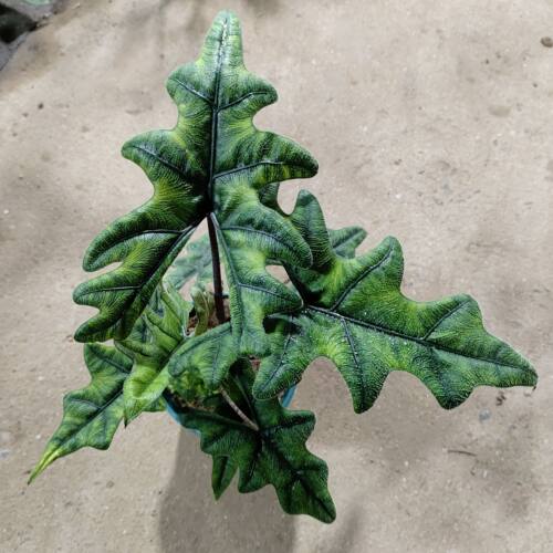 杰克琳海芋北欧ins风好养