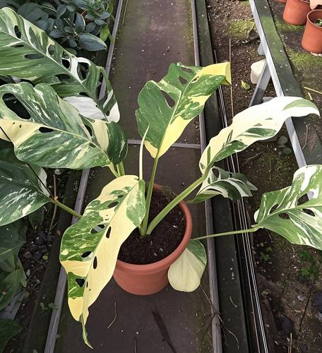 进口稀有莱克龟背竹巨洞莱克龟 北欧室内风网红ind好养锦化龟背竹