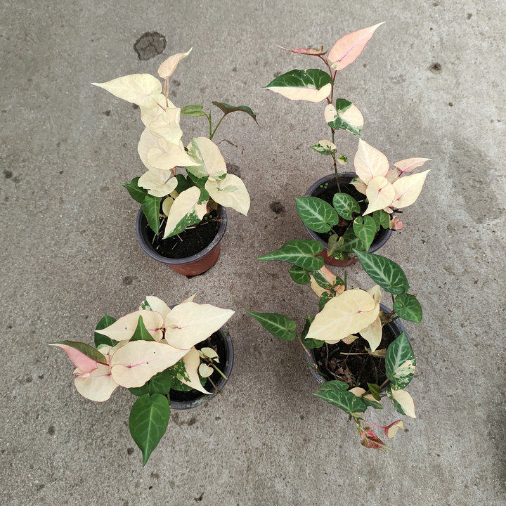 花叶何首乌锦阳台美观 观叶植物 多年生耐热耐寒耐阴盆栽药用花卉