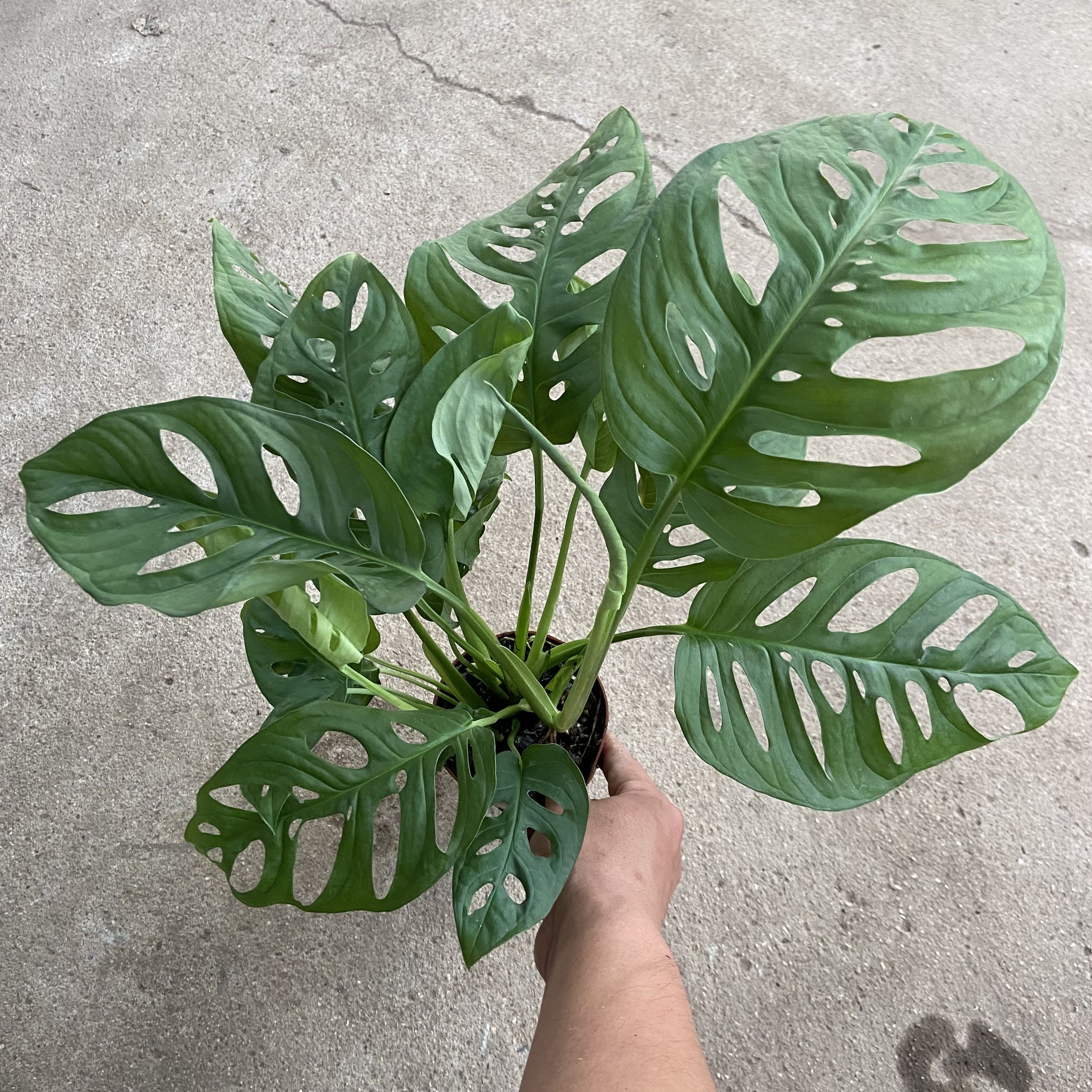 大叶仙洞龟背竹室内观叶绿色植物ins热植多孔龟背竹阳台爬藤植物